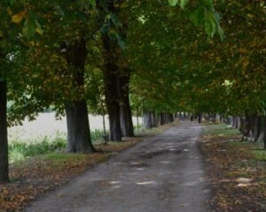 Vue de l'allée des marronniers au Plessis-Bouchard avec de grands arbres historiques et des espaces verts, reflétant le charme et la tranquillité de la commune.